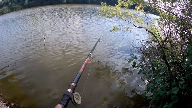 Рыбалка на карпа летом. На что ловить карпа в жару? Карпфишинг на платнике смотреть онлайн