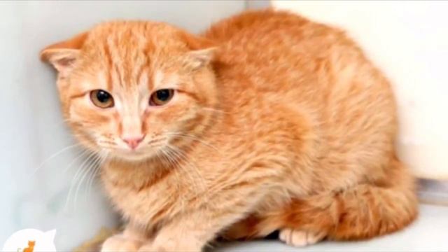Котёнок сидел в углу клетки и громко плакал, он не верил, что его от него просто избавились смотреть онлайн
