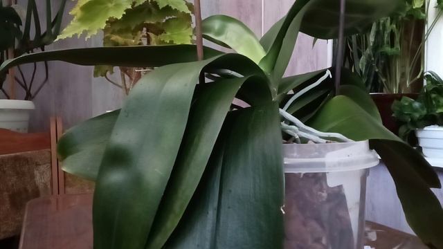 первый полив орхидей в з/с смотреть онлайн