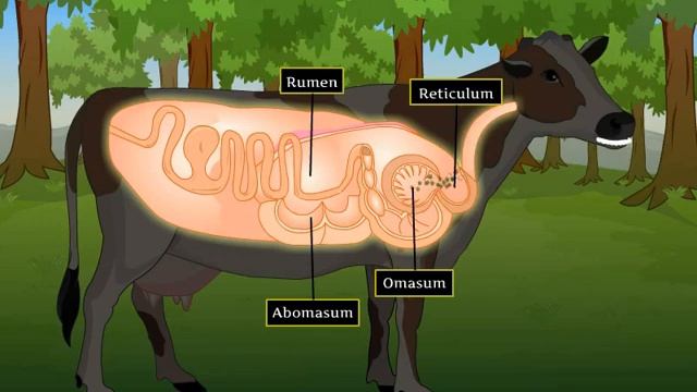 Digestion in Grass Eating Animals | Macmillan Education India смотреть онлайн