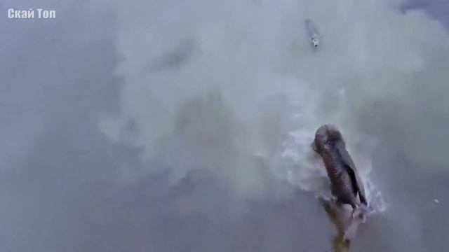 СЕРЫЙ ВОЛК против ПОЛЯРНОГО ! КТО СИЛЬНЕЕ ? смотреть онлайн