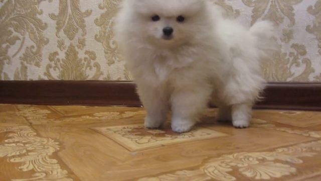 Белый померанец. смотреть онлайн