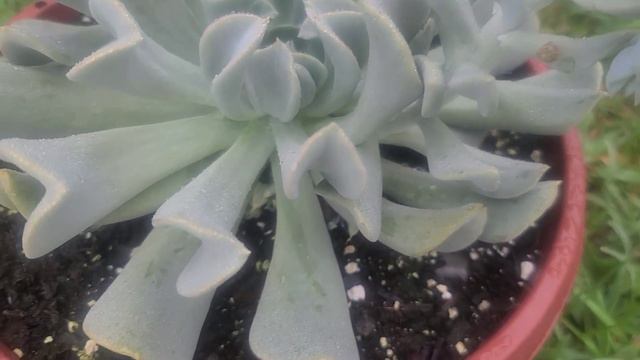 Echeveria Runyonii Topsy Turvy (la Historia) #suculentas