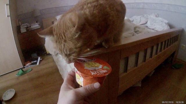 Кот ест йогурт.