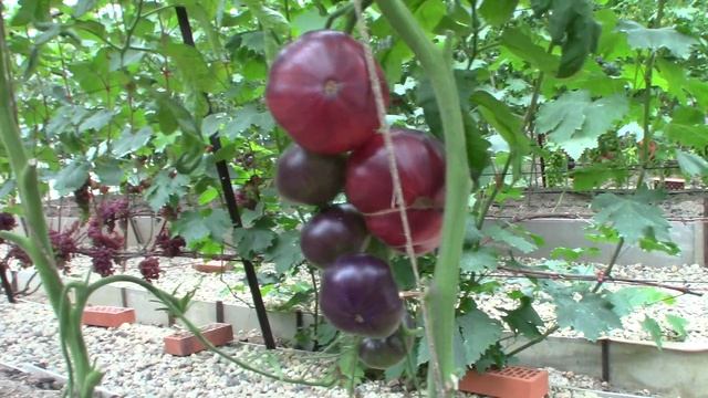 Томат Сибирский тигр (Королевский сад Ильи Королева) смотреть онлайн