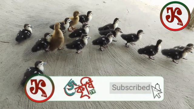 Chinese Duckling Rearing Method.Muscovy Duck Baby Food.