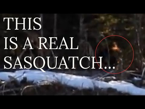 Massive Bigfoot Caught on Camera смотреть онлайн
