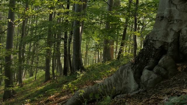 4K Forest Birdsong 2 - Birds Sing In The Woods - No Loop Realtime Birdsong - Relaxing Nature Video