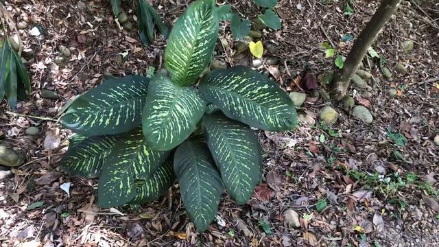 Dumb cane 黛粉葉 diefembaquia デヘンバキア Диффенбахия пятнистая دفنباخية غامضة (Dieffenbachia seguine) смотреть онлайн