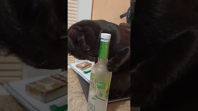 Как котики Салем и Барсик праздник отмечали. смотреть онлайн