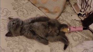 Кот пукнул в микрофон