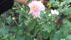 СОРТ ХРИЗАНТЕМЫ С САМОЙ НЕЖНОЙ И КРАСИВОЙ РАСЦВЕТКОЙ!!!