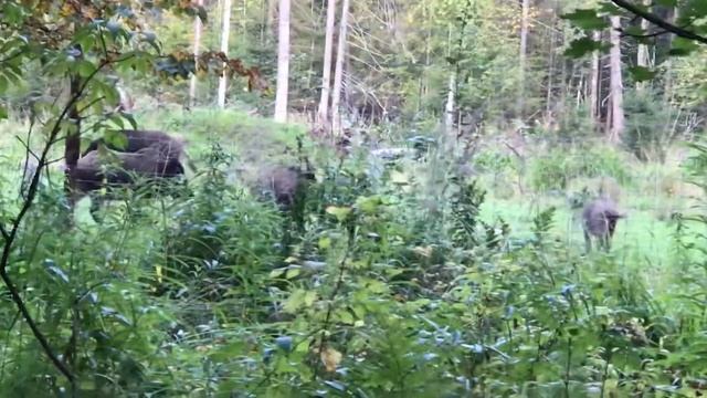 База отдыха - Хантр Сервис/ Охота на кабанов смотреть онлайн