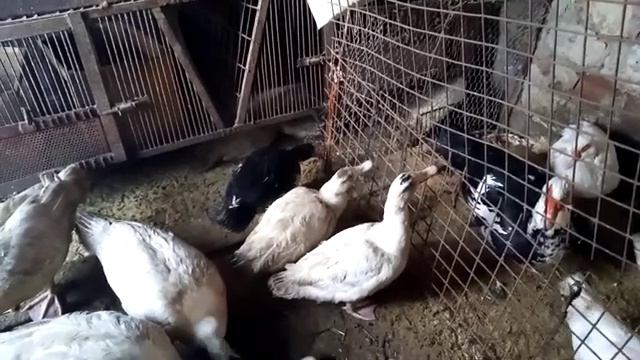 Содержание индоуток и кур зимой в сарае.Влияет ли инбридинг на индоуток?Как увеличить яйценоскость? смотреть онлайн