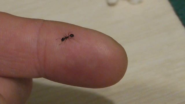 Карусель смерти одного муравья \ 91 смотреть онлайн