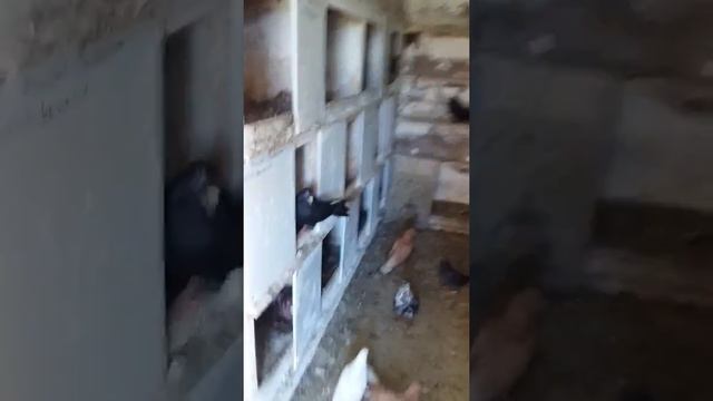 Бабочные голуби.в гостях у голубеводов смотреть онлайн