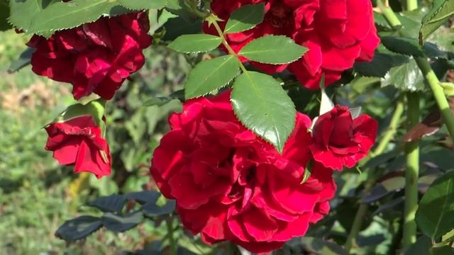 Цветы в саду. смотреть онлайн