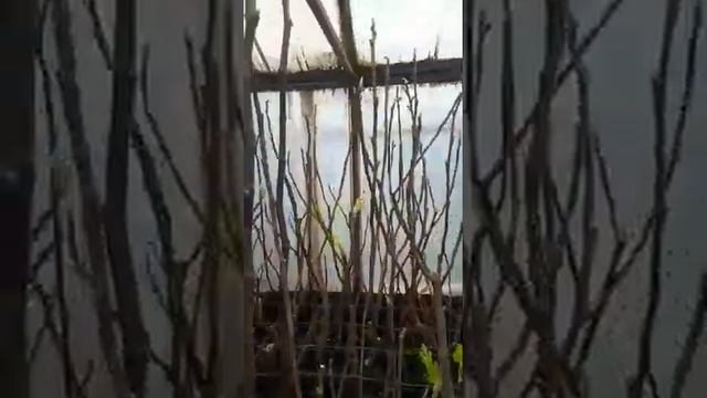 Инжир в горшках, контейнерах.13янв. Вечный Инжирный Сезон ? смотреть онлайн