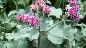 Лапух от онкологии