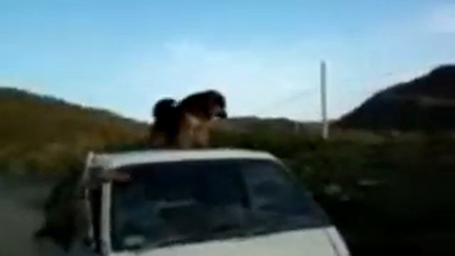 Чау Чара смотреть онлайн