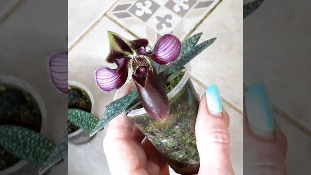 Paphiopedilum rungsuriyanum цветет смотреть онлайн