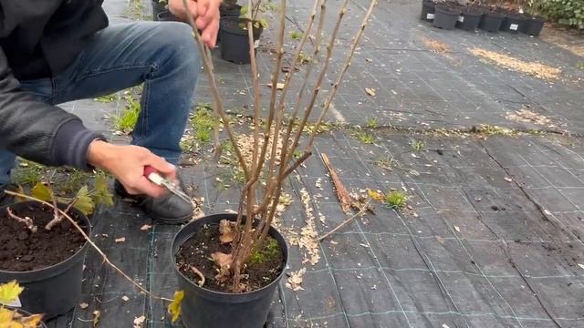 Как правильно формировать и обрезать смородину. смотреть онлайн