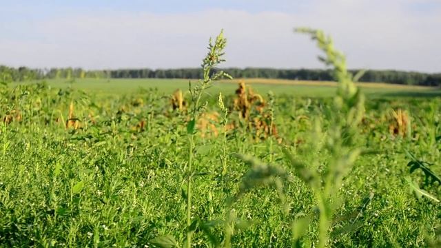 ГЛИФОСАТ по всходам: первый результат смотреть онлайн