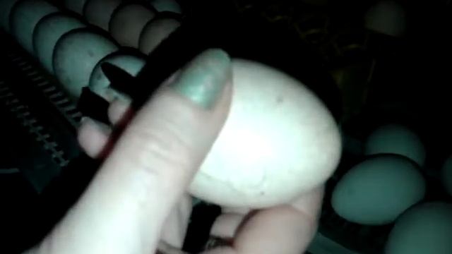 Отбор яиц индюки цесарки перед закладкой в инкубатор смотреть онлайн