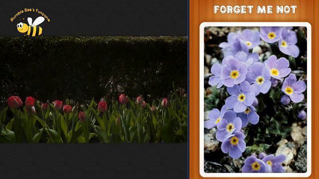 Flower Name and Images | List of Flowers | Types of Flowers with pictures смотреть онлайн