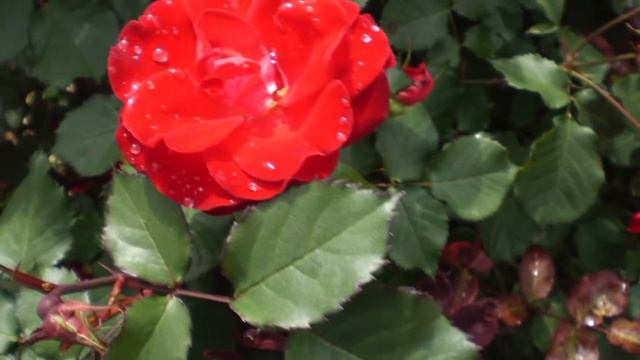 roses canada смотреть онлайн