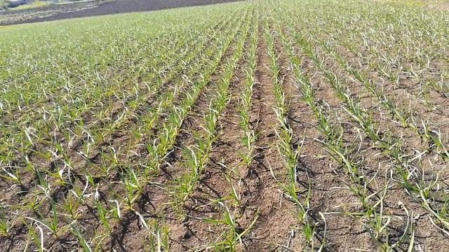 Опять заморозок,опять пожелтел чеснок.Что делать? смотреть онлайн