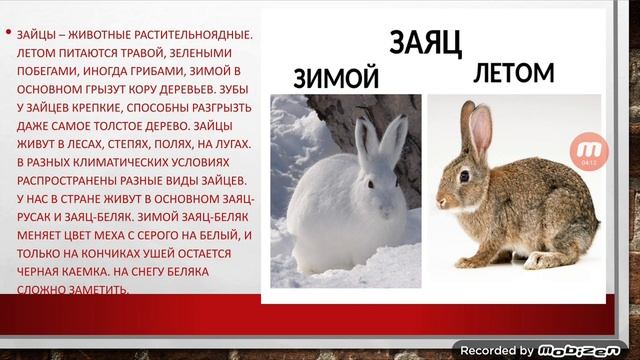 Естествознание.дикие животные."Лесной мир животных осенью".Средняя гр."Буратино"Воспитатель:Копа.А. смотреть онлайн