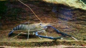 Дары моря-  креветки