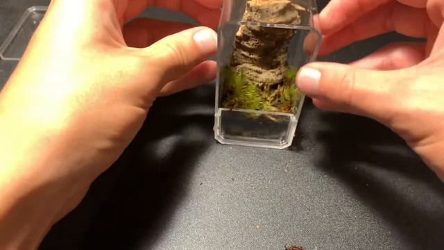 Miniature terrarium build for jumping spider смотреть онлайн