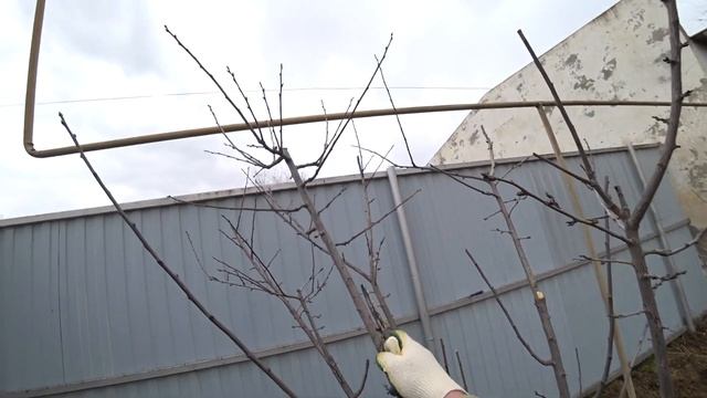 Весенняя обрезка 3-х летней сливы в 2022 году || Формировка кроны без центрального проводника смотреть онлайн