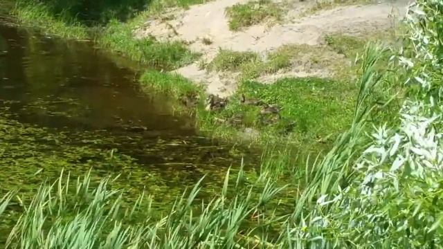 Обитатели парка Кусково смотреть онлайн