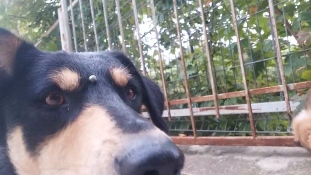 ППОДОЛЖЕНИЕ СОБАЧЬЕГО ВАЛЬСА смотреть онлайн