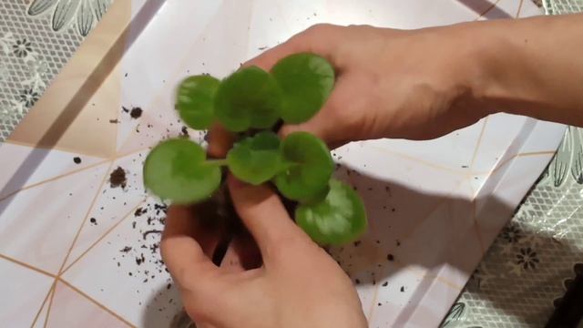 Детки фиалок плохо растут! Что делать? Мой опыт. Фиалки у Алисы! смотреть онлайн