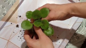 Детки фиалок плохо растут! Что делать? Мой опыт. Фиалки у Алисы!