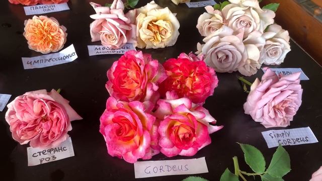 Разбор сортов необычного окраса «Шедевры»maryroses.ru смотреть онлайн