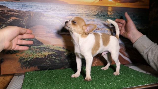 ЕДЕТ ЖИТЬ В НИЖНЕВАРТОВСК Мари Мистик Цукатик #купитьчихуахуа +7 921 595 08 48 #продаю_щенка смотреть онлайн