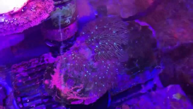 Убрал 90% хетаморфы из водорослевика сампа, стёкла в аквариуме стали быстрее зарастать налетом смотреть онлайн