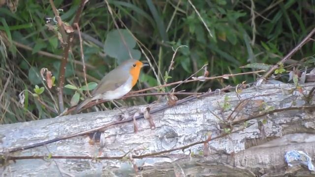 Птицы Сочи смотреть онлайн