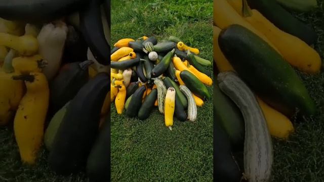 Кабачков в этом году МОРЕ смотреть онлайн