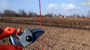 Обрезка персика весной. Обрезка персика 1 год. Обрезка персика веретено и чаша. Обрізка персика.