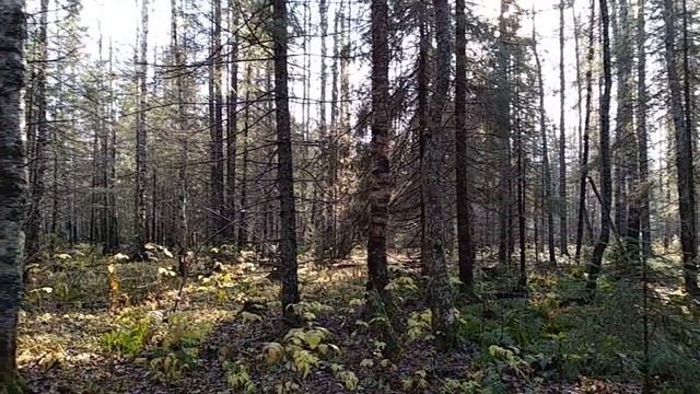 СВЯТО ЧТИТЬ БОГОВ И ПРЕДКОВ СВОИХ ЖИТЬ ПО СОВЕСТИ В ЛАДУ С ПРИРОДОЙ смотреть онлайн