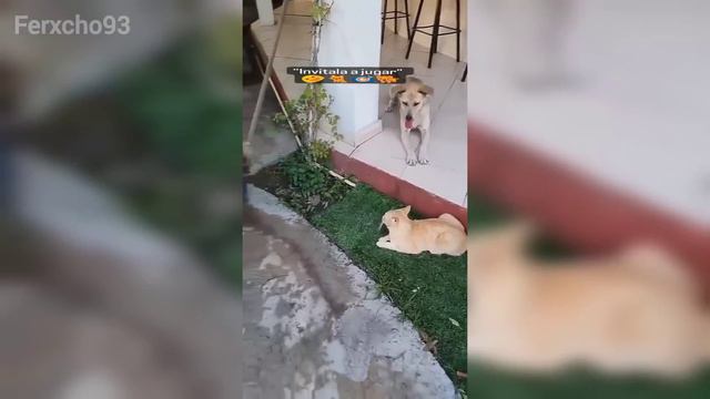 SI TE RÍES PIERDES NIVEL DIOS 😎 [999.99 IMPOSIBLE NO REÍRSE] 🥶 Videos De Risa Muy Graciosos 2024 😂 смотреть онлайн