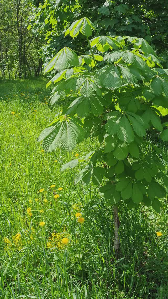 Каштан, одуванчики и сурепка за 6 секунд #nature Shorts