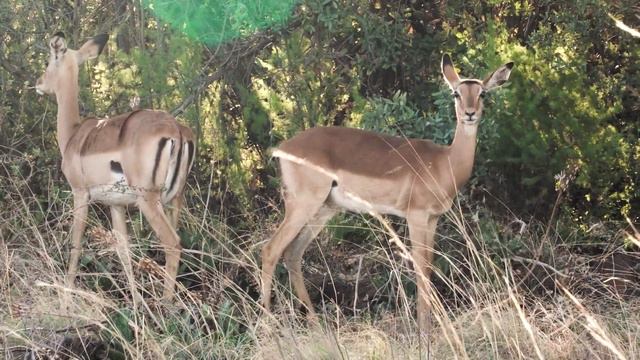 Thaba Eco Hotel - Eco Park Activities