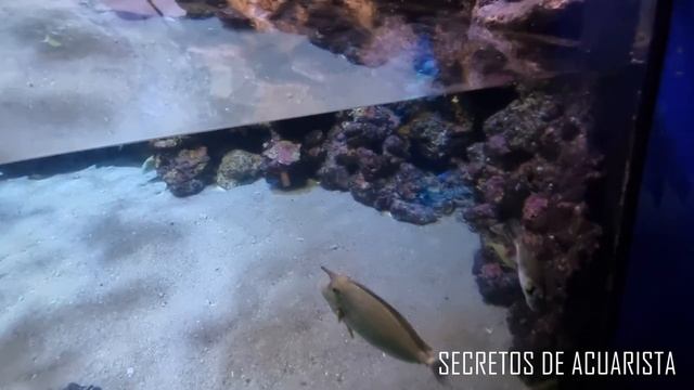 REVIEW: Sobre Mi Visita Al Palma Aquarium